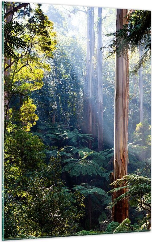 Bilder auf glas - Einteilig - Morgendämmerung Bäume Wald - 50x70cm - Glasbilder - Wandbilder - Bilder - zum Aufhängen bereit - Wanddekoration au...