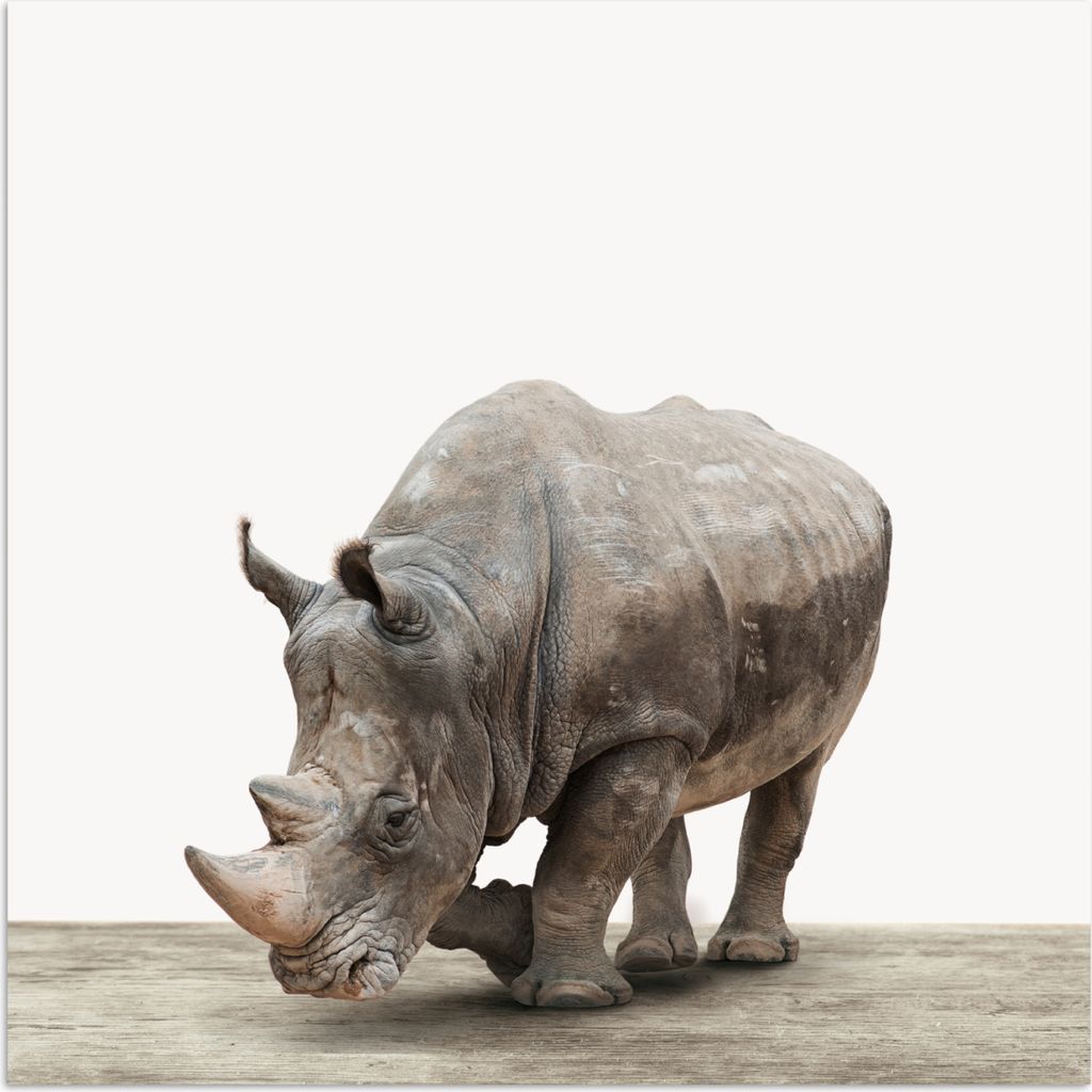 MuchoWow Poster Nashorn - Jungen - Wildtiere - Kinder - Mädchen - Tiere 30x30 cm - Wandposter - Printing