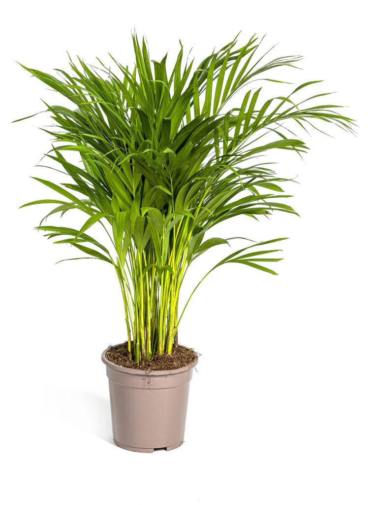 Goldfruchtpalme - Dypsis lutescens - Areca - Solitärpflanze Produktbild 