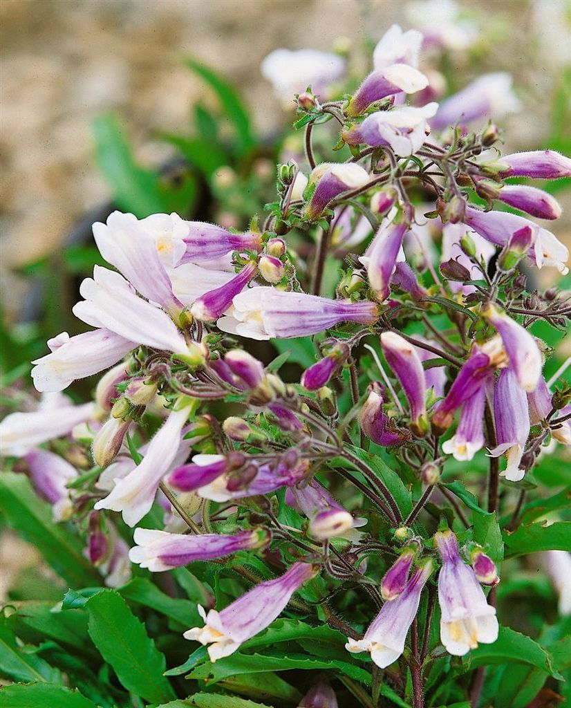 Penstemon hirsutus 'Pygmaeus', Bartfaden, ca. 9x9 cm Topf