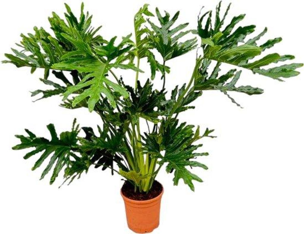 Rostlina Philodendron selloum – 150 cm – Ø 30 cm Obrázek produktu 