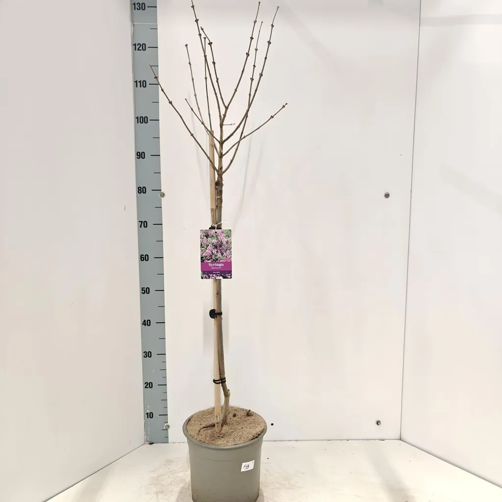 Lilas de petite taille 60 cm : Fleurir un petit jardin ou un balcon
