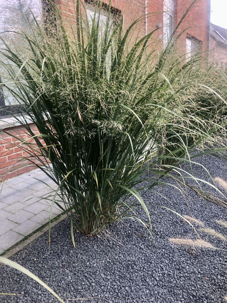 6 x Panicum virgatum 'Northwind' - Fingerhut im 9x9cm Topf