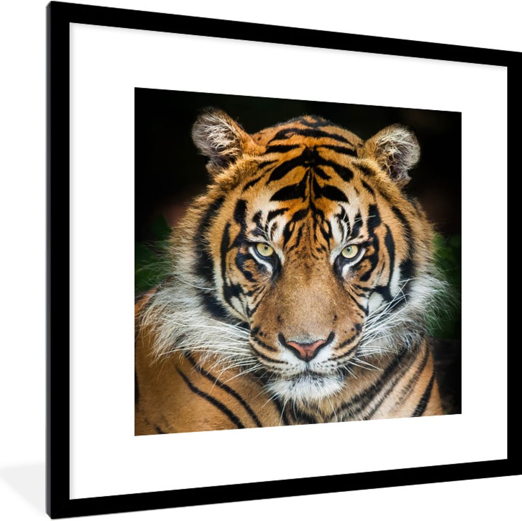 MuchoWow® Gerahmtes Poster Tiger - Schwarz 40x40 cm - Produktbild 