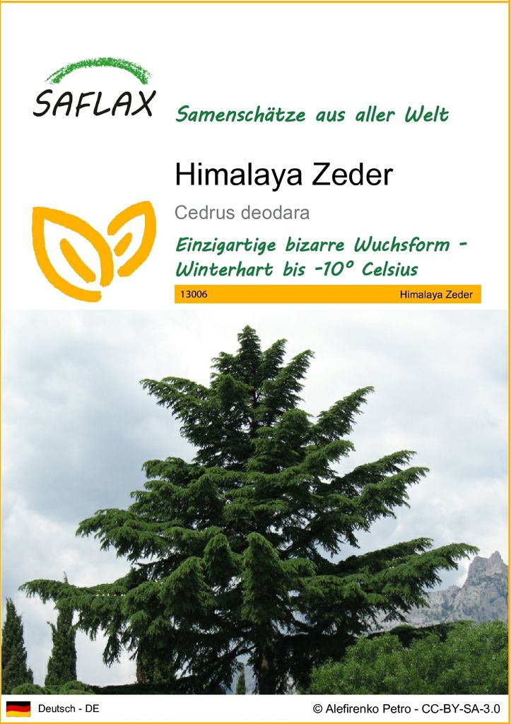 SAFLAX - Himalaya Zeder - Cedrus deodara - 35 Samen Produktbild 
