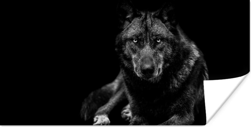 MuchoWow Poster Tiere - Wolf - Schwarz - Weiß - Porträt 120x60 cm - Bild