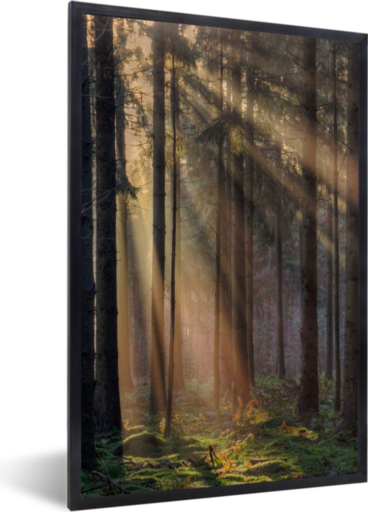 MuchoWow Gerahmtes Poster Bäume - Wald - Sonne - Pflanzen 20x30 cm - Poster mit Schwarzem Bilderrahmen Wandposter Rahmen Foto Bilder - Drucken -...