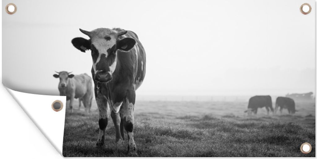 MuchoWow 80x40 cm Outdoor-Poster Gartendeko Sichtschutz Garten Poster für den Garten Kühe im Morgennebel schwarz-weiß Foto