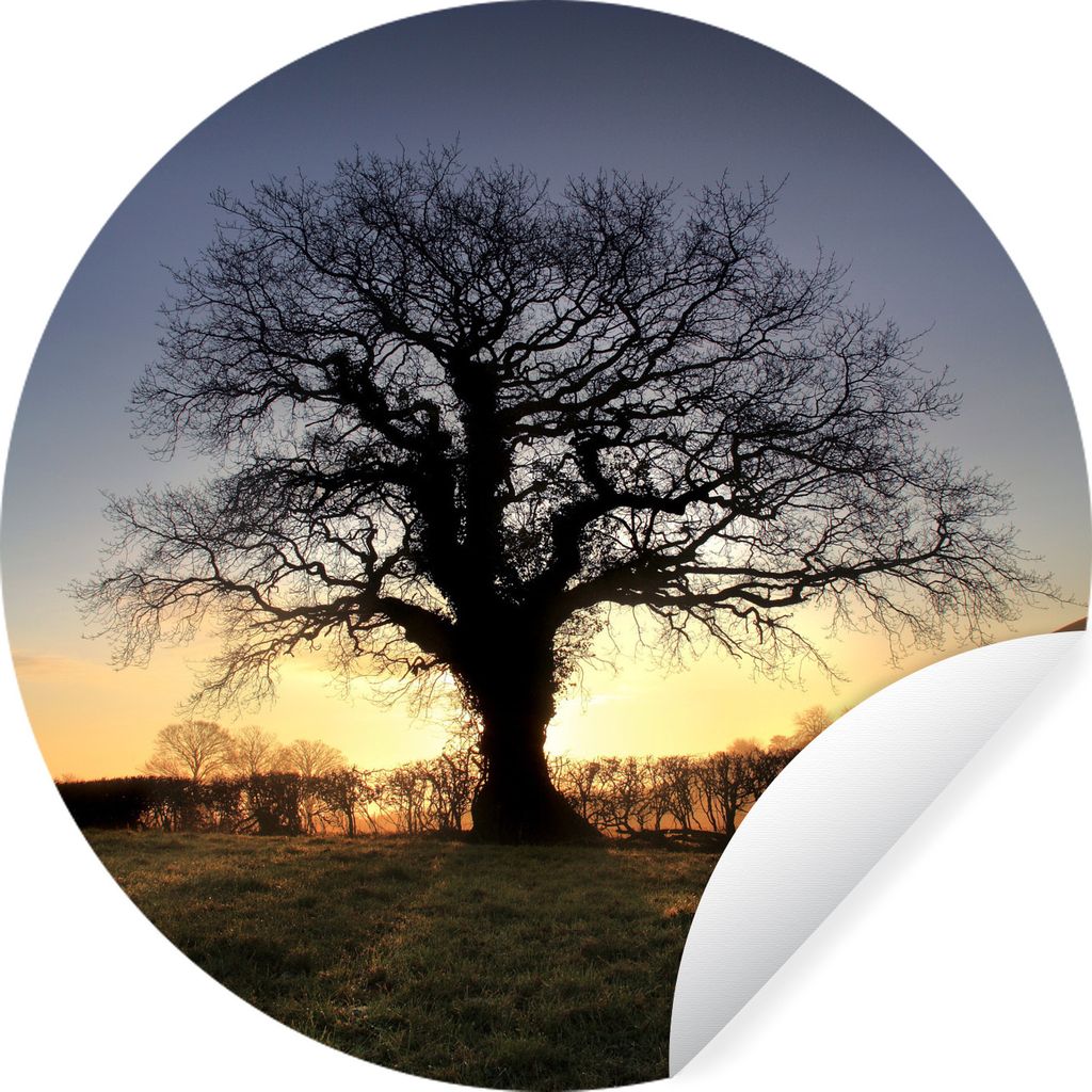 MuchoWow Runde Wandtattoo - Wandsticker Tapete Aufkleber Sonnenuntergang hinter einer alten Eiche Ø 50 cm Selbstklebend und Repositionierbar - W...