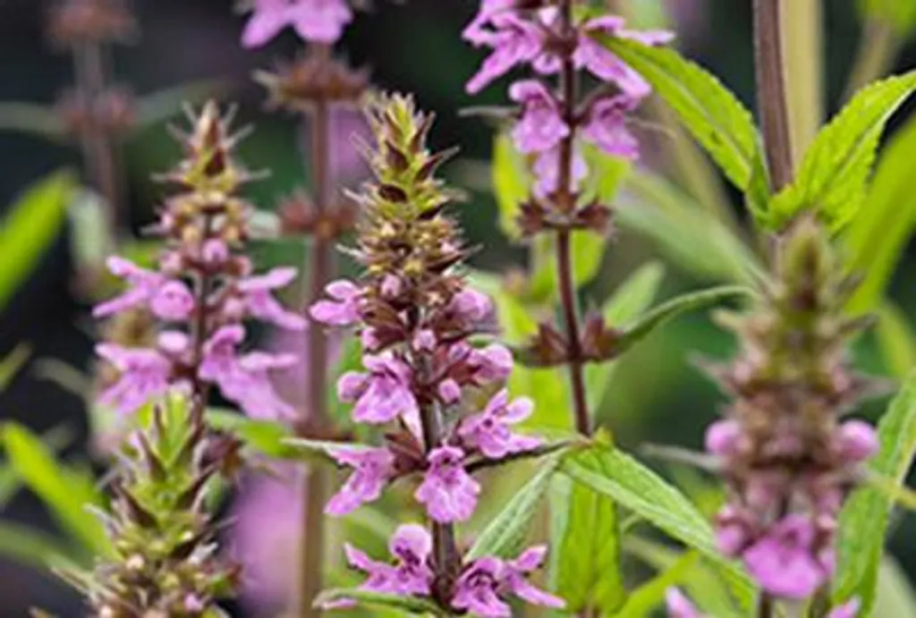 Zizanie des marais Stachys palustris pour lagunage et bassin - 6 pots
