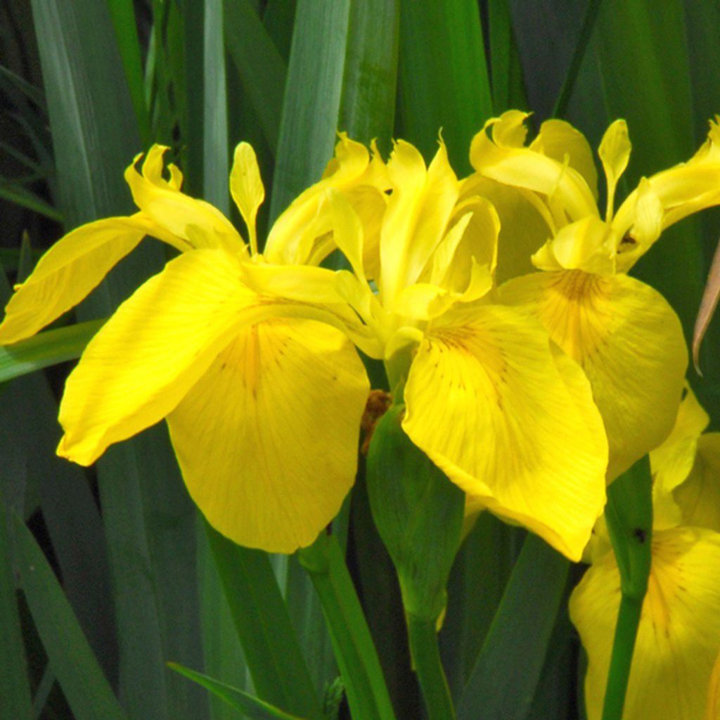 6 x Schwertlilie - Iris pseudacorus | Topf 9cm x 9cm