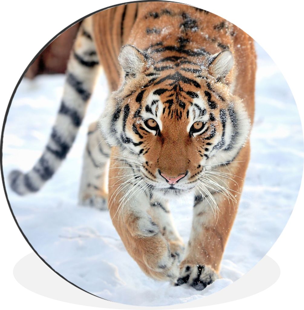 MuchoWow Aluminium Wandkreis Tiger - Schnee - Tiere Ø 60 cm Wanddeko Modern Wohnzimmer - Wand Kreis - Wandbild - Schlafzimmer - Aluminium Bild -...