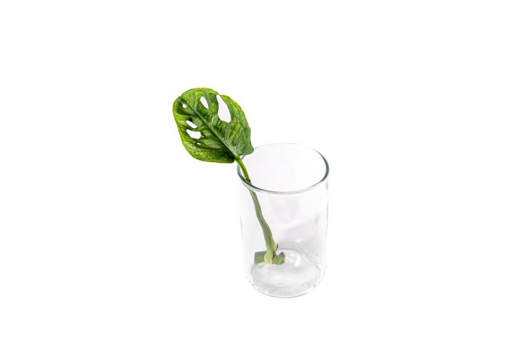 Gardners Monstera adansonii Monkey Mask - odrezky na Obrázok produktu 