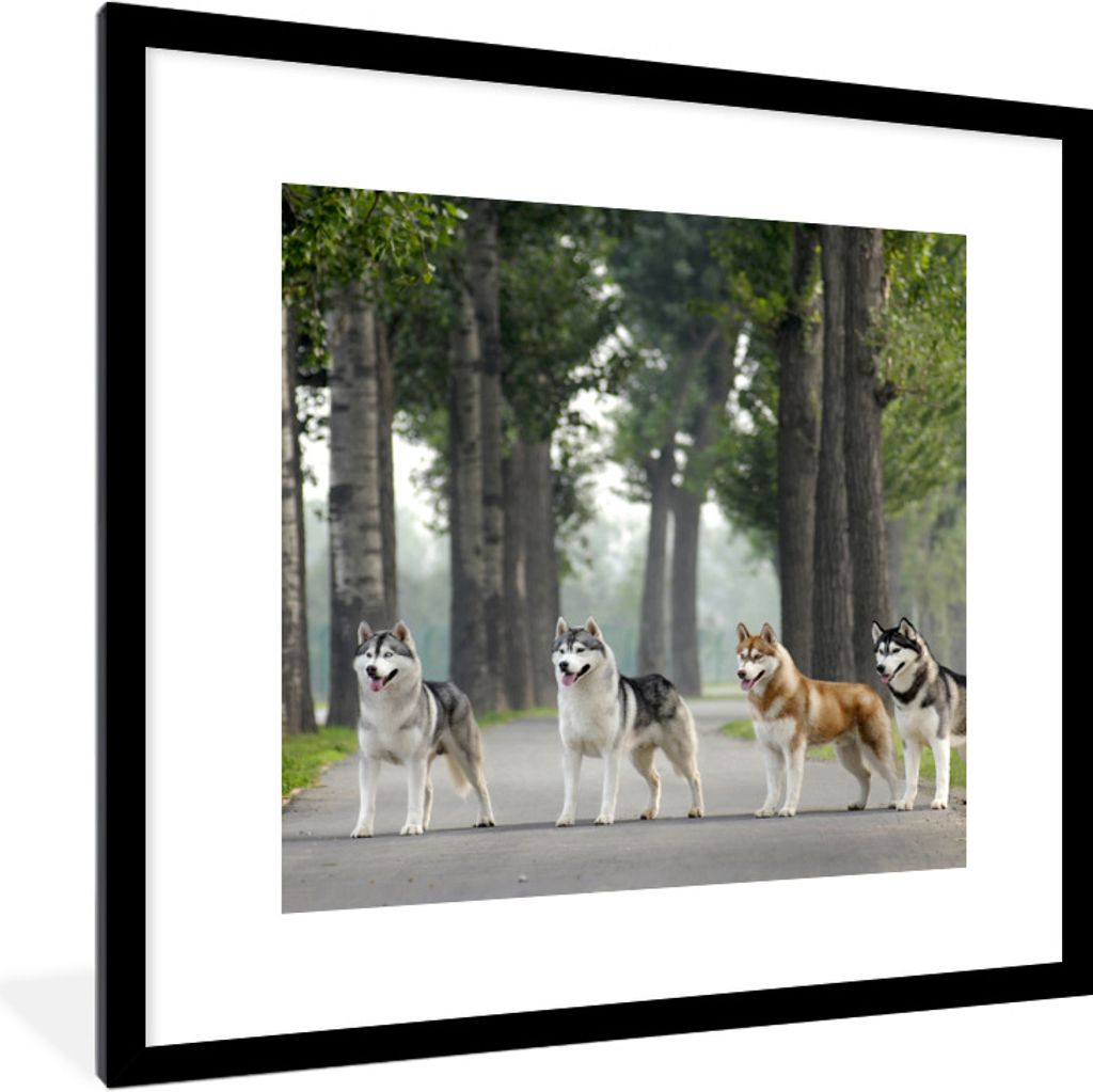MuchoWow Gerahmtes Poster Vier Huskys zwischen den Bäumen 40x40 cm - Poster mit Schwarzem Bilderrahmen Wandposter Rahmen Foto Bilder - Poster - ...