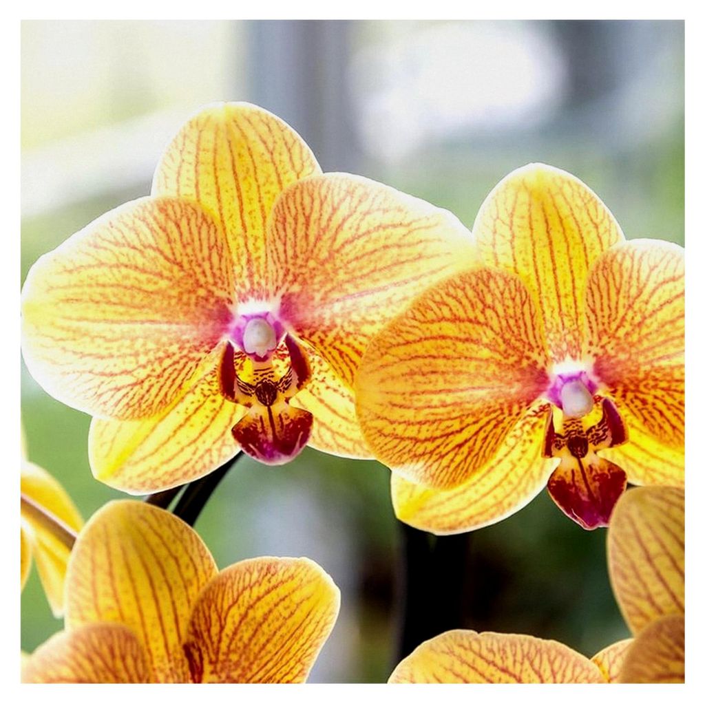Orchideen | Orange Phalaenopsis-Orchidee Topfgröße Ø12cm | Sunny Bunny | Blühende Zimmerpflanze – Direkt vom Züchter