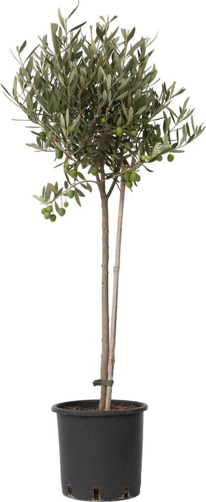 Olivenbaum - Olea europaea - Höhe 80-90cm - ⌀19cm Produktbild 