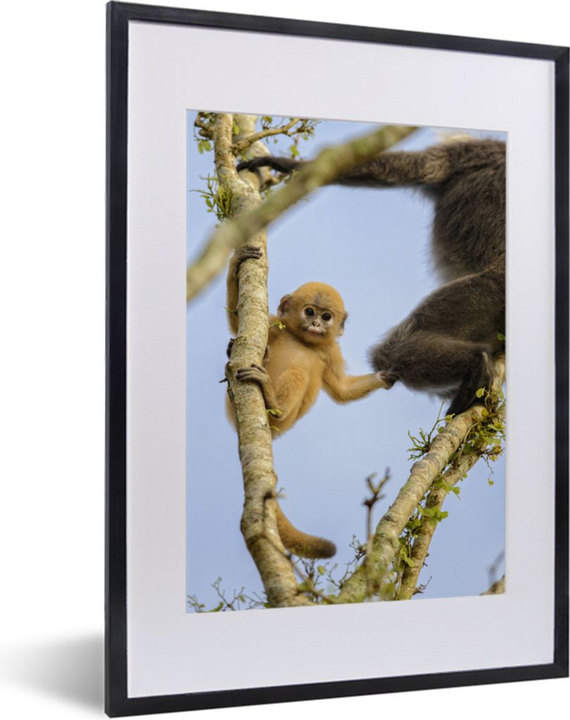 MuchoWow MuchoWow Gerahmtes Poster Junger Affe schaut in die Kamera 30x40 cm - Poster mit zchwarzem Bilderrahmen - Wandposter Schlafzimmer