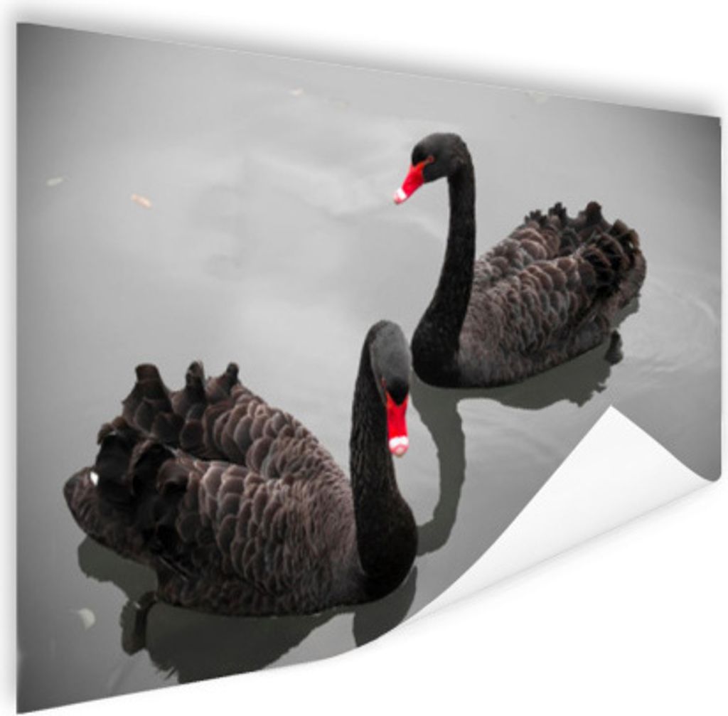 MuchoWow Poster Schwäne - Schwarz - Wasser 120x90 cm - Wandbild