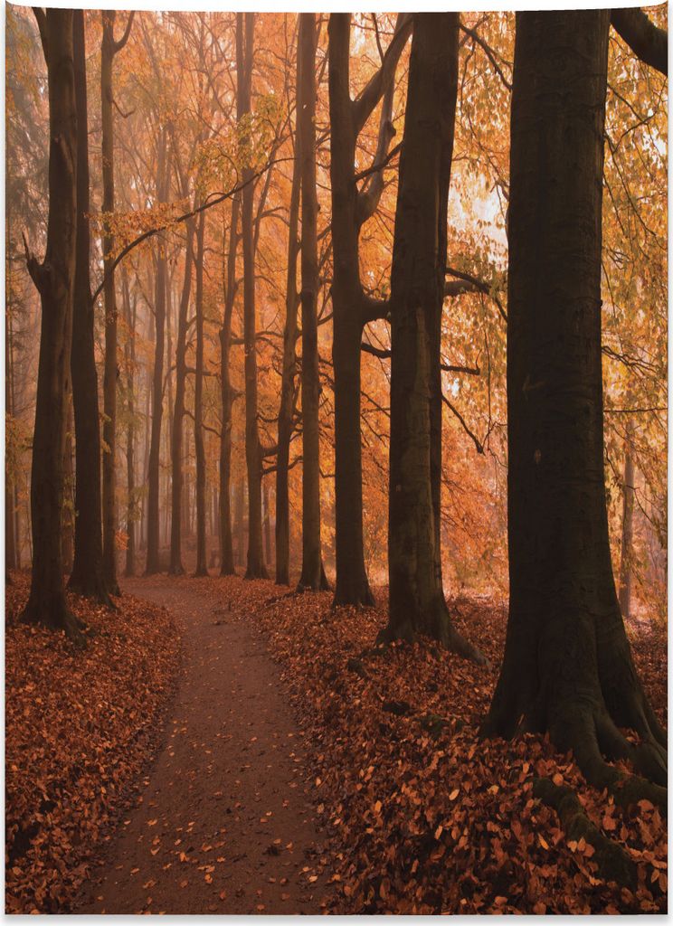 Abakuhaus Wald Wandteppich, Herbst Wandern verzaubert aus Weiches Mikrofaser Stoff Kein Verblassen Klare Farben Waschbar, 110 x 150 cm, Dunkelorang...