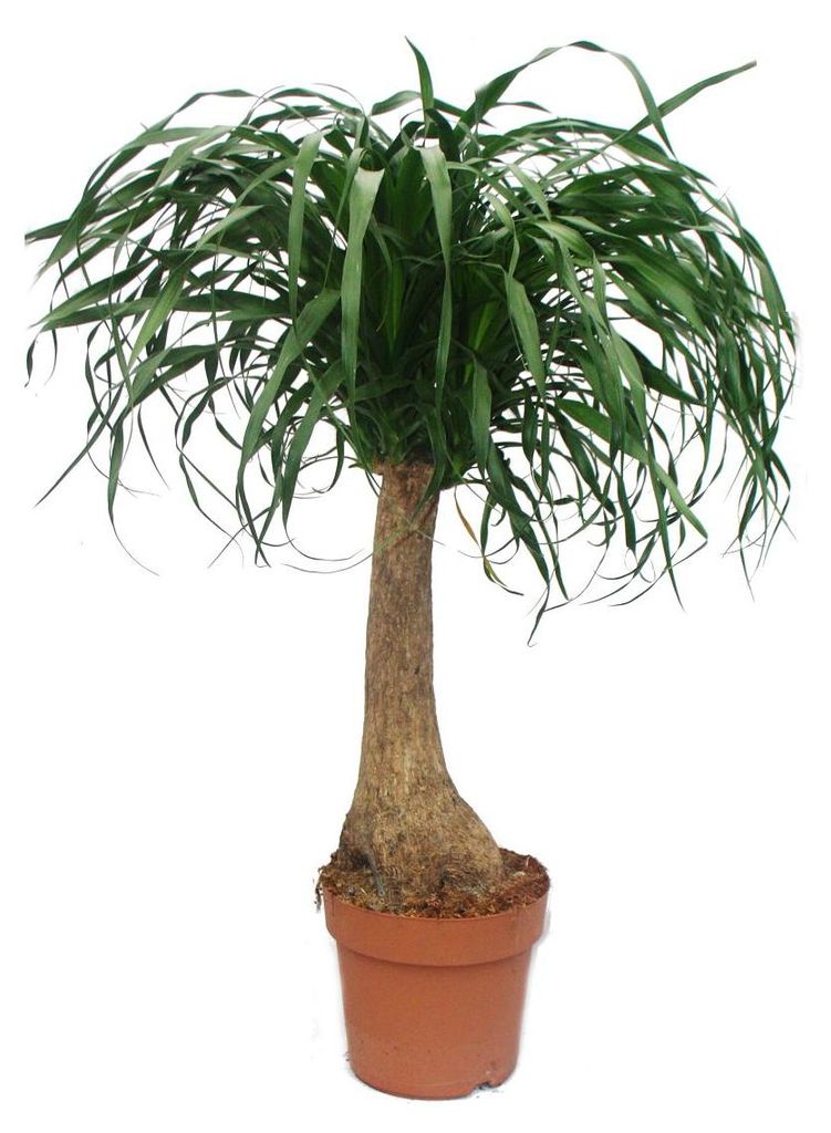 Elefantenfuß – unverzweigt – Zimmerpflanze – ca. 80 cm Produktbild 