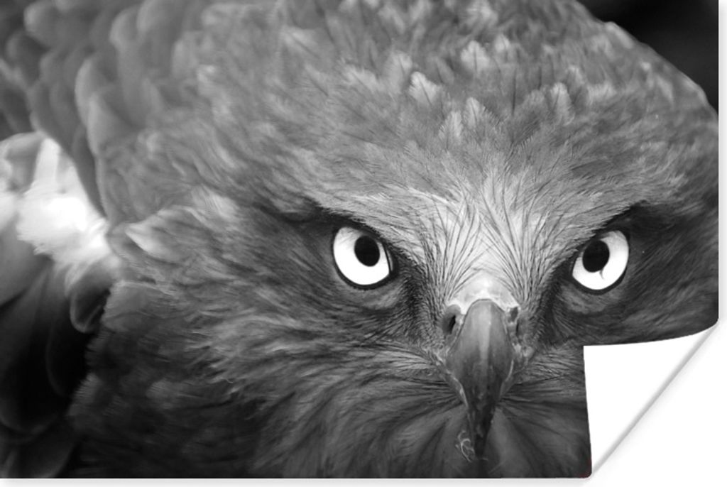 MuchoWow Poster Adler - Schwarz - Weiß 60x40 cm - Schlafzimmerdekoration