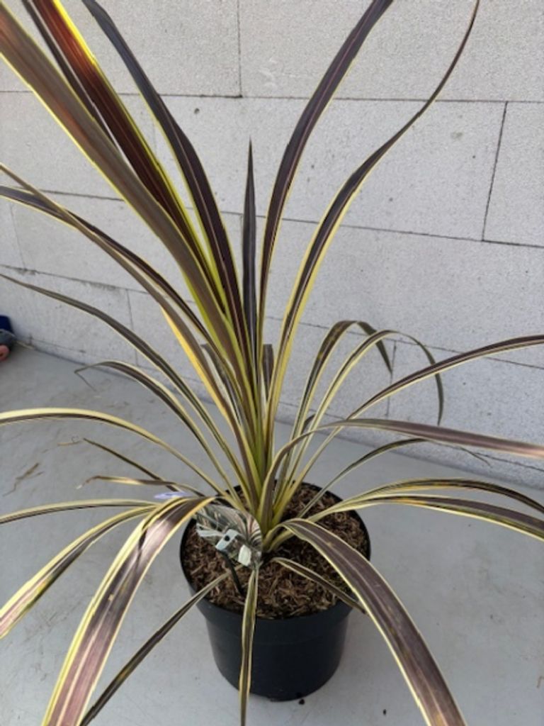 Keulenlilie Electric Flash - Cordyline banksii Electric Flash - 40-60cm