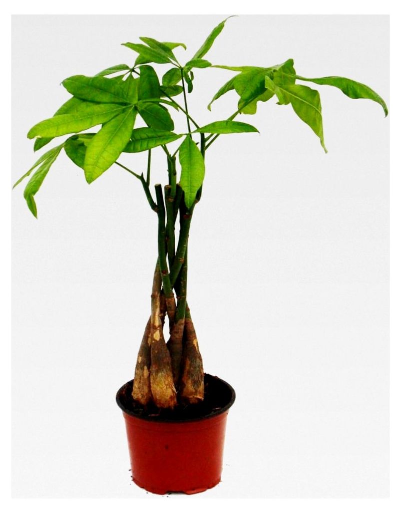 Pachira aquatica, Glückskastanie - 12 cm Topf