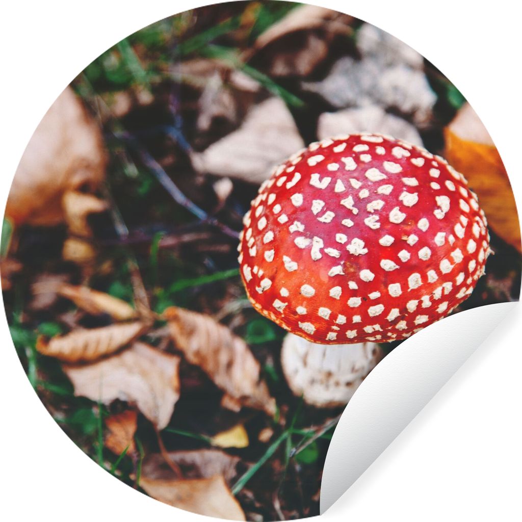 MuchoWow Runde Wandtattoo - Wandsticker Tapete Aufkleber Herbst - Pilz - Blätter - Natur Ø 80 cm Selbstklebend und Repositionierbar - Wandaufkl...