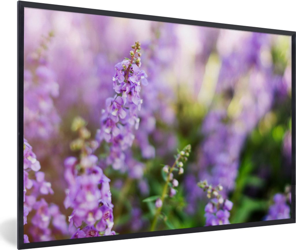MuchoWow MuchoWow Gerahmtes Poster Nahaufnahme von ganzem Lavendel in einem Feld 60x40 cm - Poster mit zchwarzem Bilderrahmen - Printing - Wand...