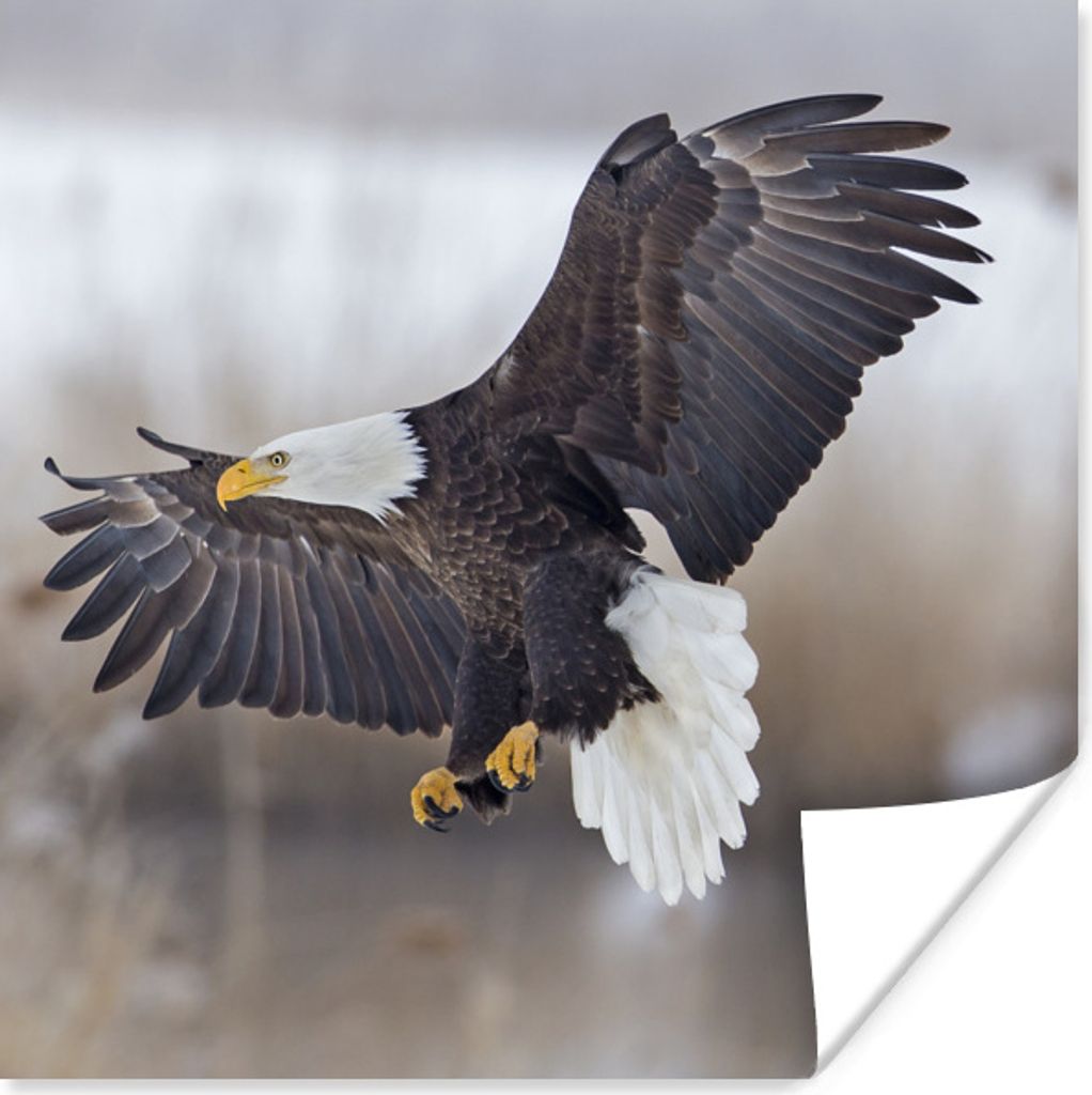 MuchoWow Poster Amerikanischer Weißkopfseeadler - Adler - Vogel 100x100 cm - Babyzimmer