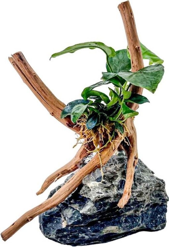 AquaOne Anubias nana Pflanze auf Moorkienwurzel mit Seiryu Stein Aquarium Deko