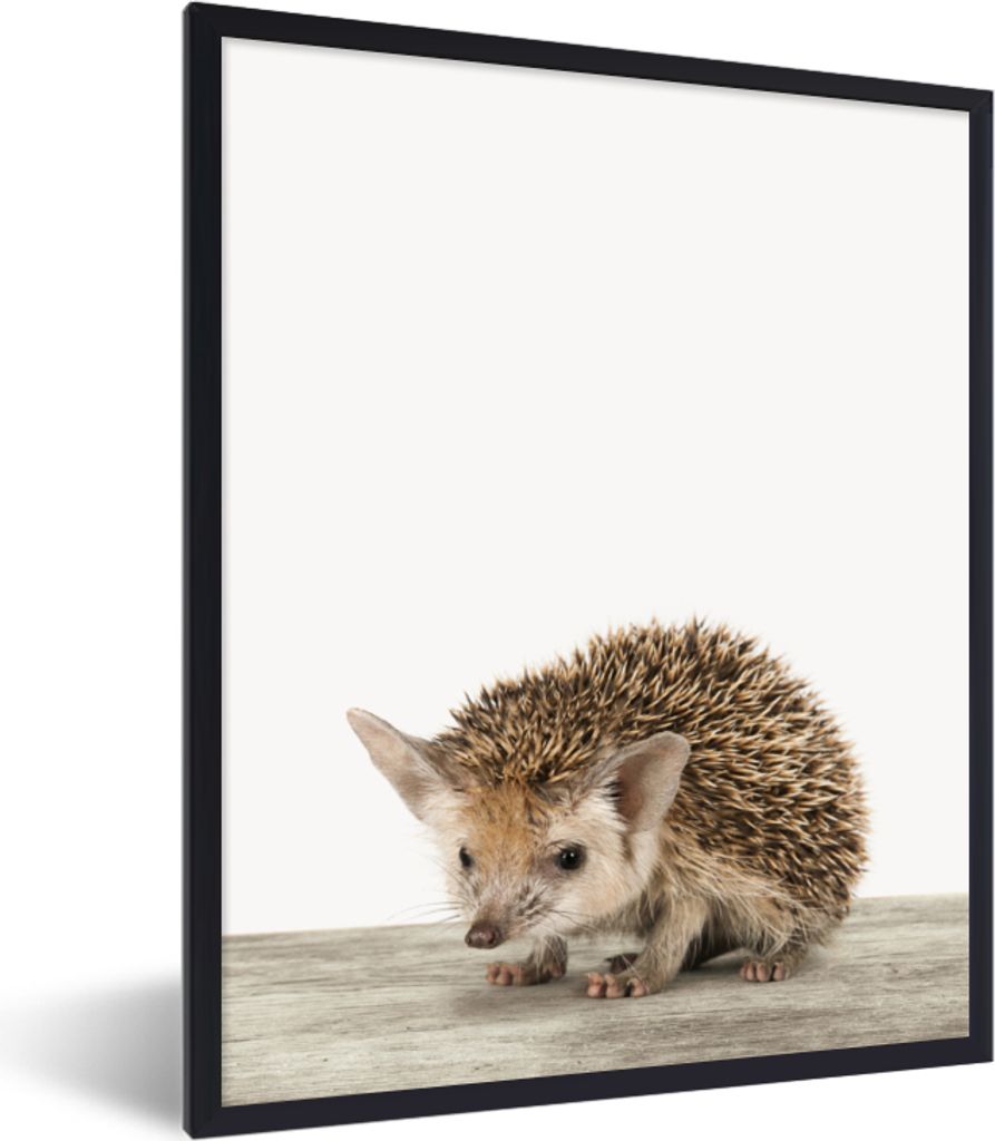 MuchoWow Gerahmtes Poster Igel - Tiere - Jungen - Mädchen 60x80 cm - Poster mit Schwarzem Bilderrahmen Wandposter Rahmen Foto Bilder - Premium -...