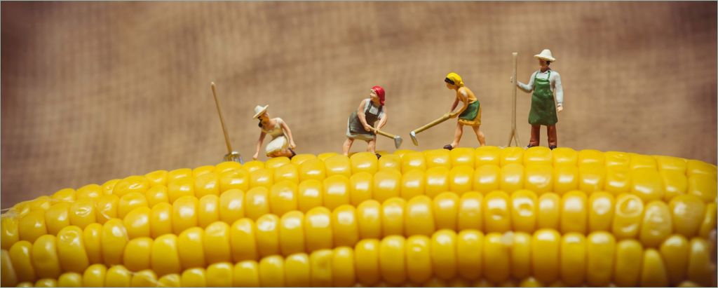 Wallario selbstklebendes Poster - Lustige Bauernfiguren auf einem Maiskolben beim Arbeiten, Größe: 50 x 125 cm