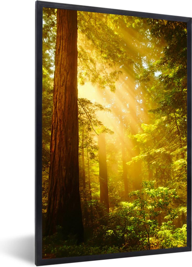 MuchoWow Gerahmtes Poster Darstellung eines Redwood-Baums mit Sonnenstrahlen 20x30 cm - Poster mit Schwarzem Bilderrahmen Wandposter Rahmen Foto ...