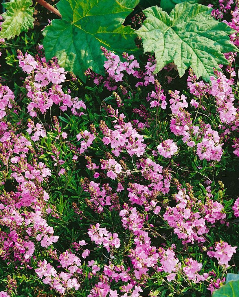 Veronica prostrata 'Rosea', Ehrenpreis, rosa Blüten, ca. 9x9 cm Topf