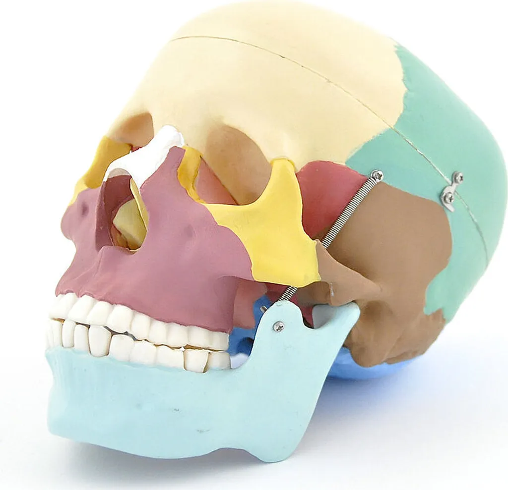 Modèle de crâne humain anatomique didactique pour formation médicale