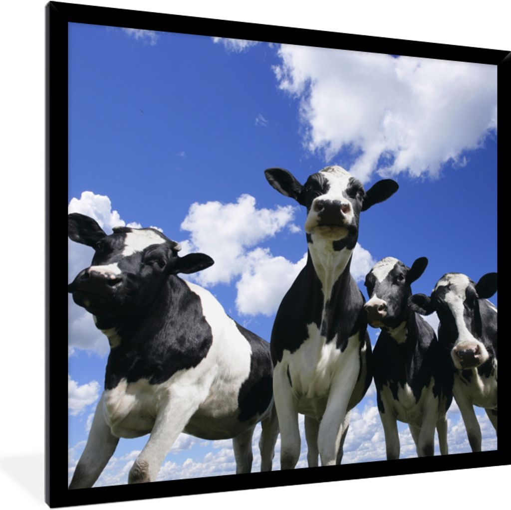 MuchoWow Gerahmtes Poster Kühe - Luft - Tiere 40x40 cm - Poster mit Schwarzem Bilderrahmen Wandposter Rahmen Foto Bilder - Mit Rahmen - Wanddeko...