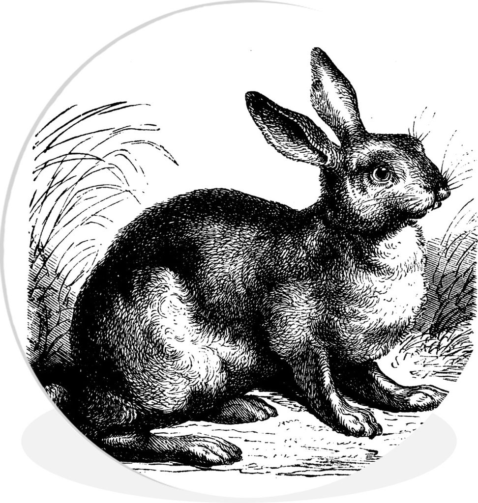 MuchoWow Rundes Wandbild - Runde Bilder Hase - Illustration - Antiquitäten Ø 60 cm Kreis Wanddekoration Kunststoff - Wandkreis - Wandschmuck - ...