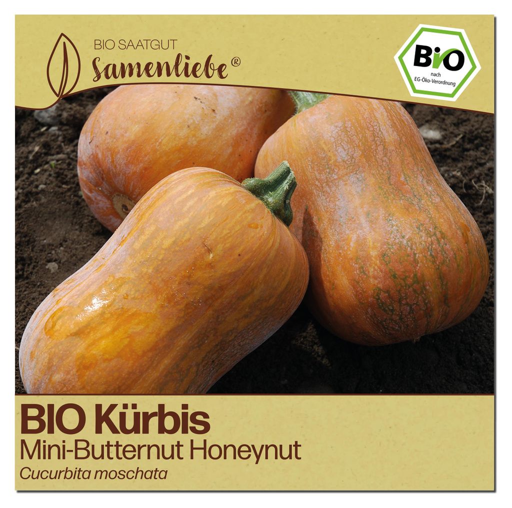 Samenliebe Kürbis Samen | Honeynut - süß & mini - samenfestes Saatgut