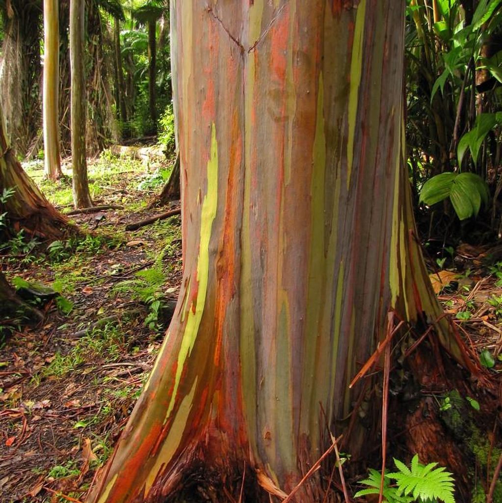 Eucalipto arcobaleno (Eucalyptus deglupta)  - 1 porzione di Immagine del prodotto 