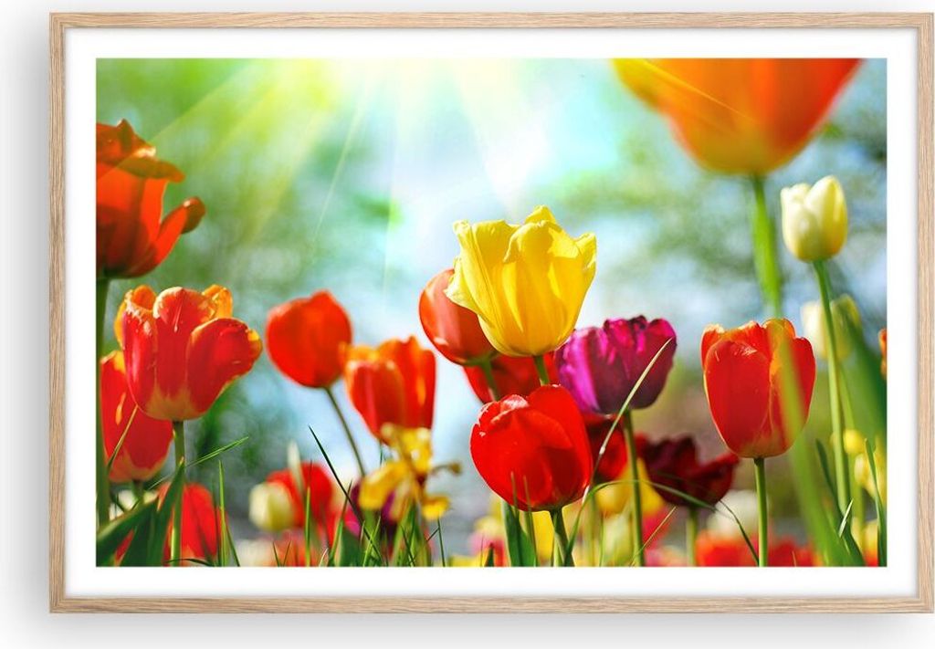 Gerahmtes Poster - Rahmen in heller Eiche - Tulpe Blume Plantage Wiese - 91,5x61 cm - Wand Bild - Wanddeko - Wandbilder - Wandposter - Bilderrahmen...