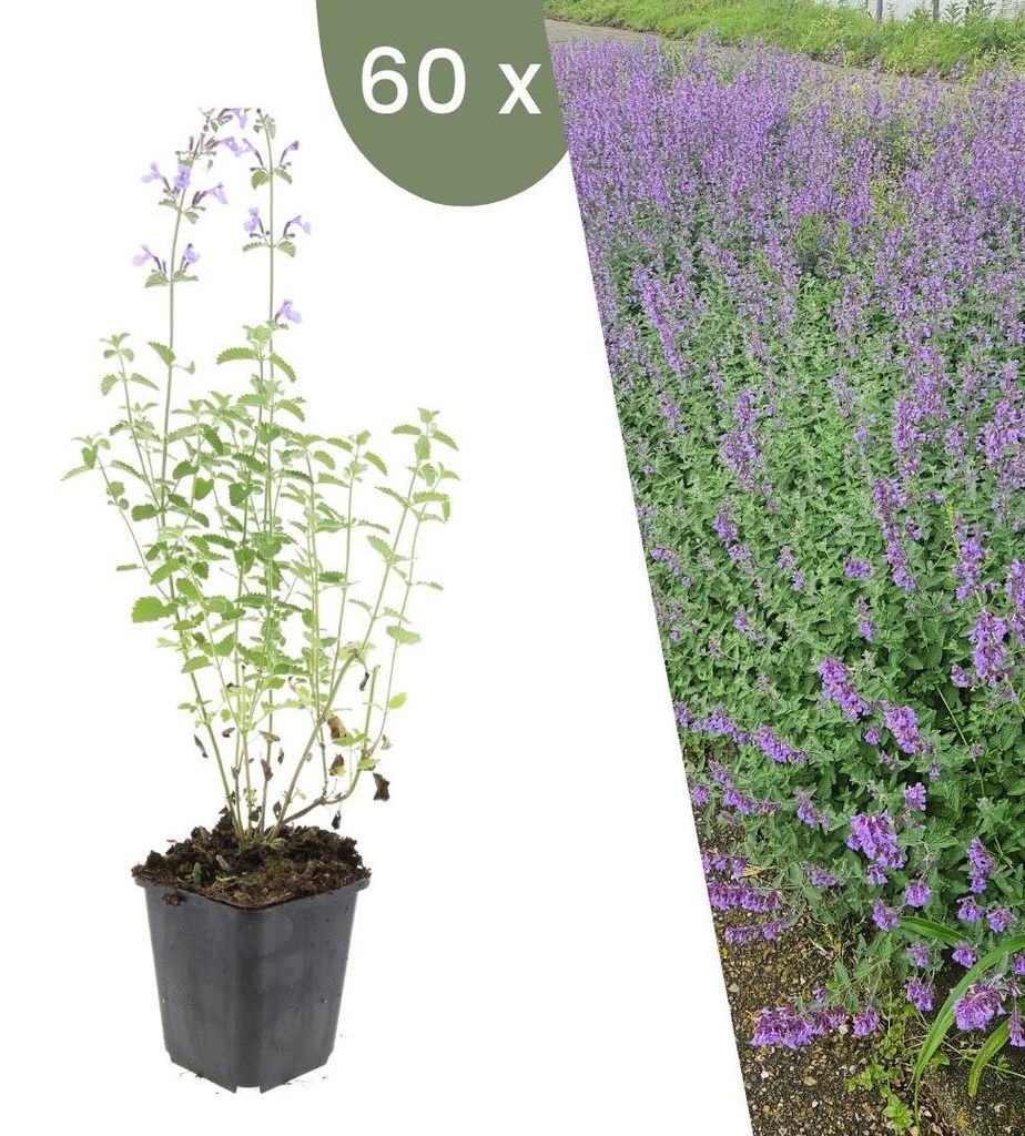 Plants by Frank | 60 Katzenminze Pflanzen | Nepeta 'Walker's Low' | Bodendecker | Winterhart | Mehrjährig | Gartenpflanzen