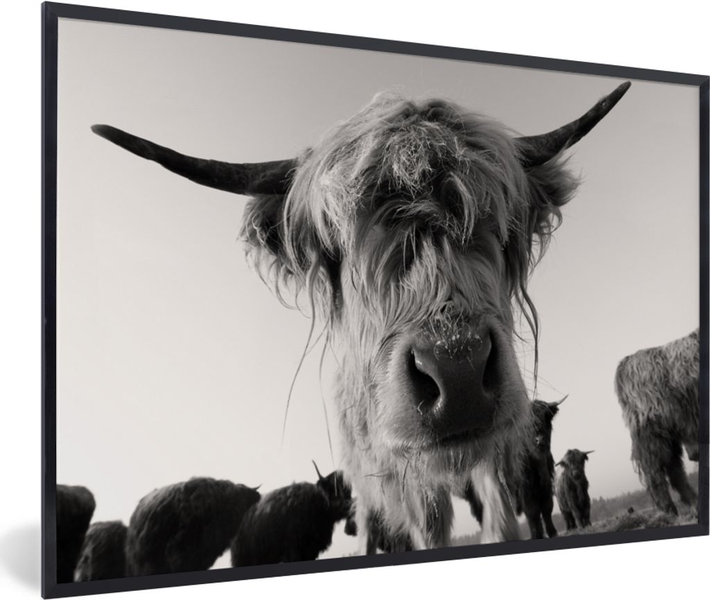 MuchoWow Gerahmtes Poster Schottischer Highlander - Schwarz - Weiß - Tiere 60x40 cm - Poster mit Schwarzem Bilderrahmen Wandposter Rahmen Foto B...