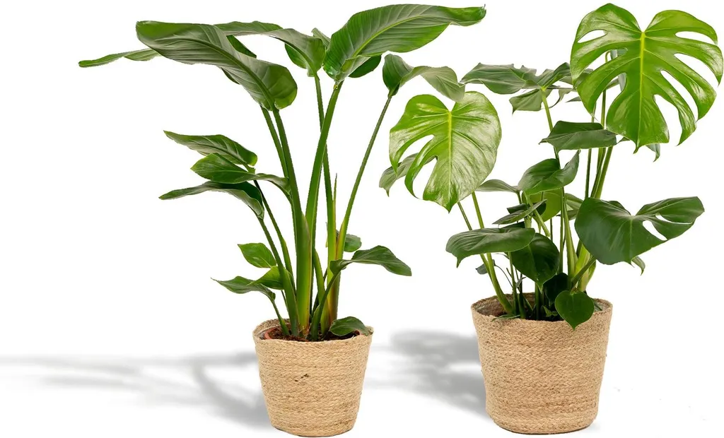 Décoration Végétale Sans Faute : Duo Strelitzia Monstera et Panier
