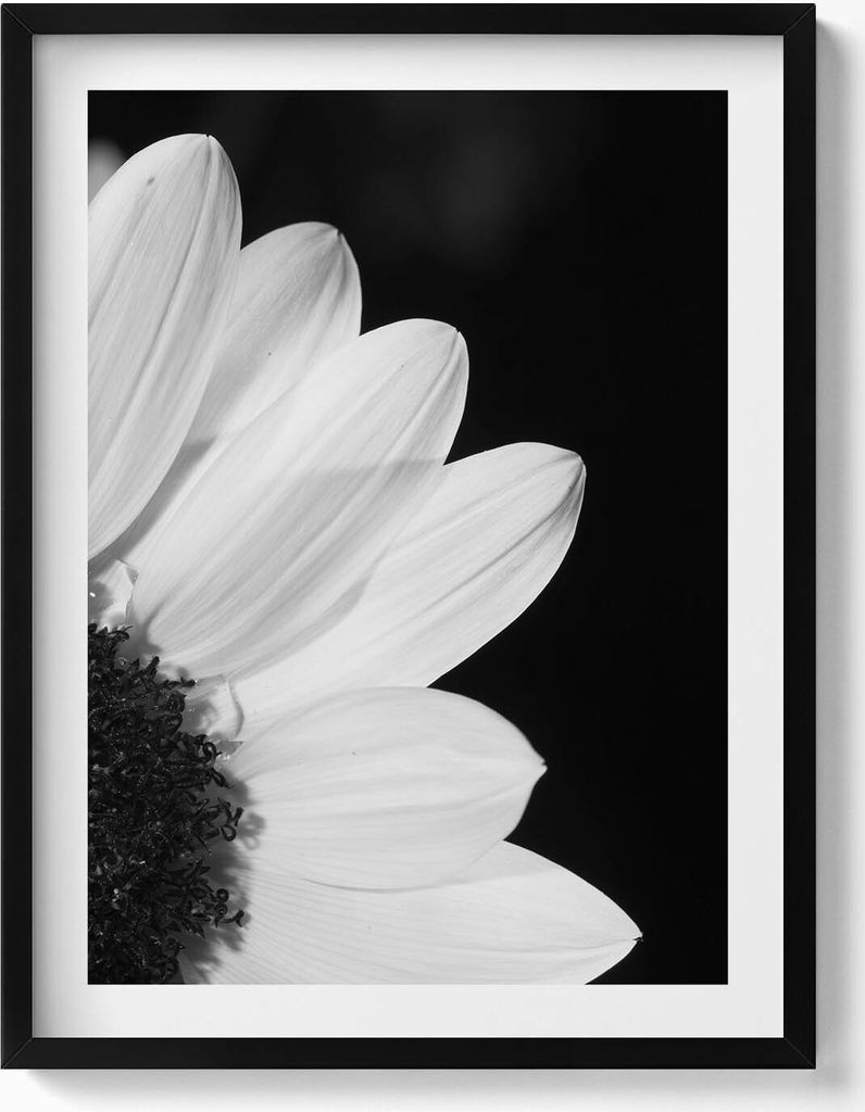 Gänseblümchenblüten in schwarz-weiß– Wandbild mit Rahmen – Gerahmtes Bild – Wanddekoration – 60x80 cm – Schwarz Rahmen