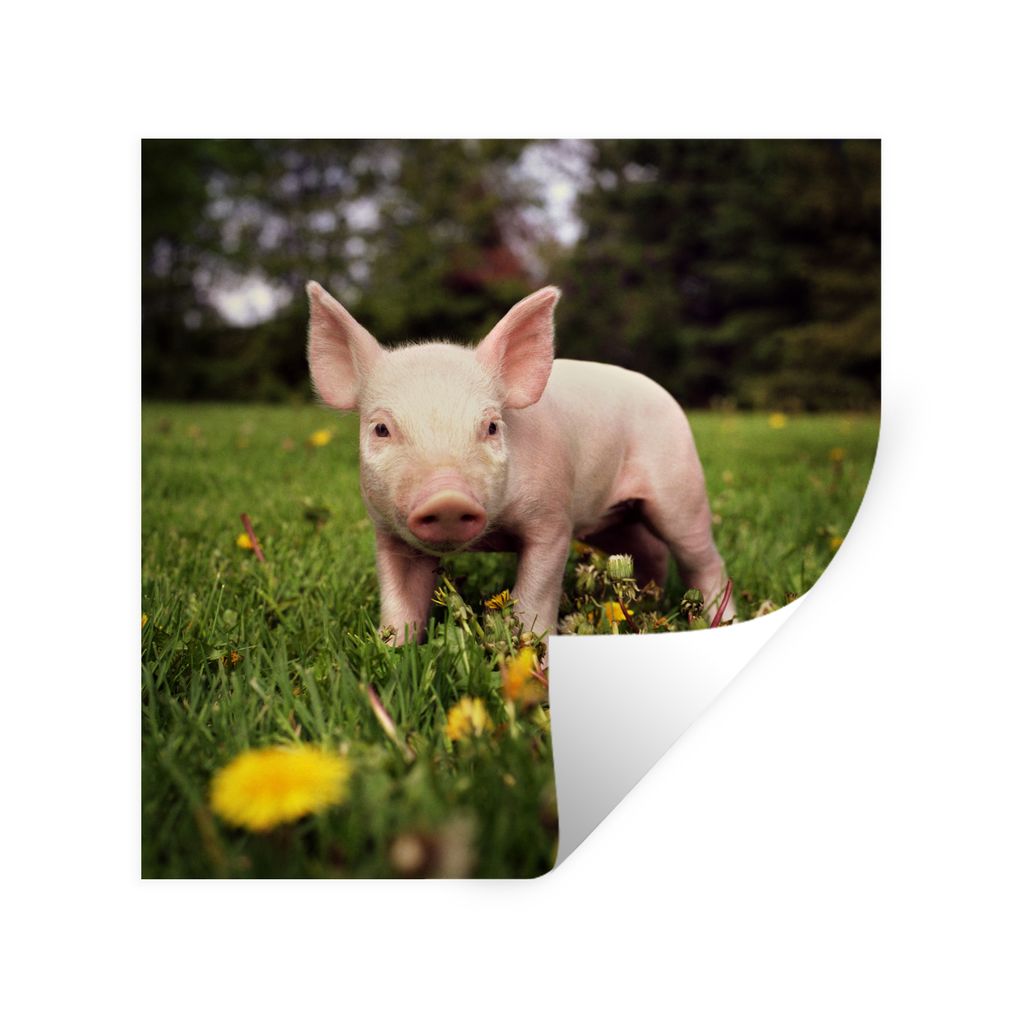 MuchoWow Wandtattoo Wandsticker Wandaufkleber Kleines Ferkel 50x50 cm Selbstklebend und Repositionierbar - Selbstklebend - Fototapeten