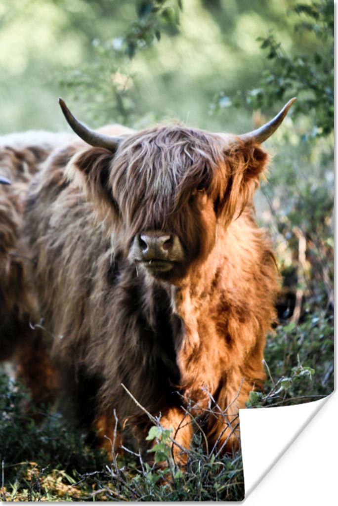 MuchoWow Poster Schottische Highlander - Wald - Tiere 20x30 cm - Papierdruck