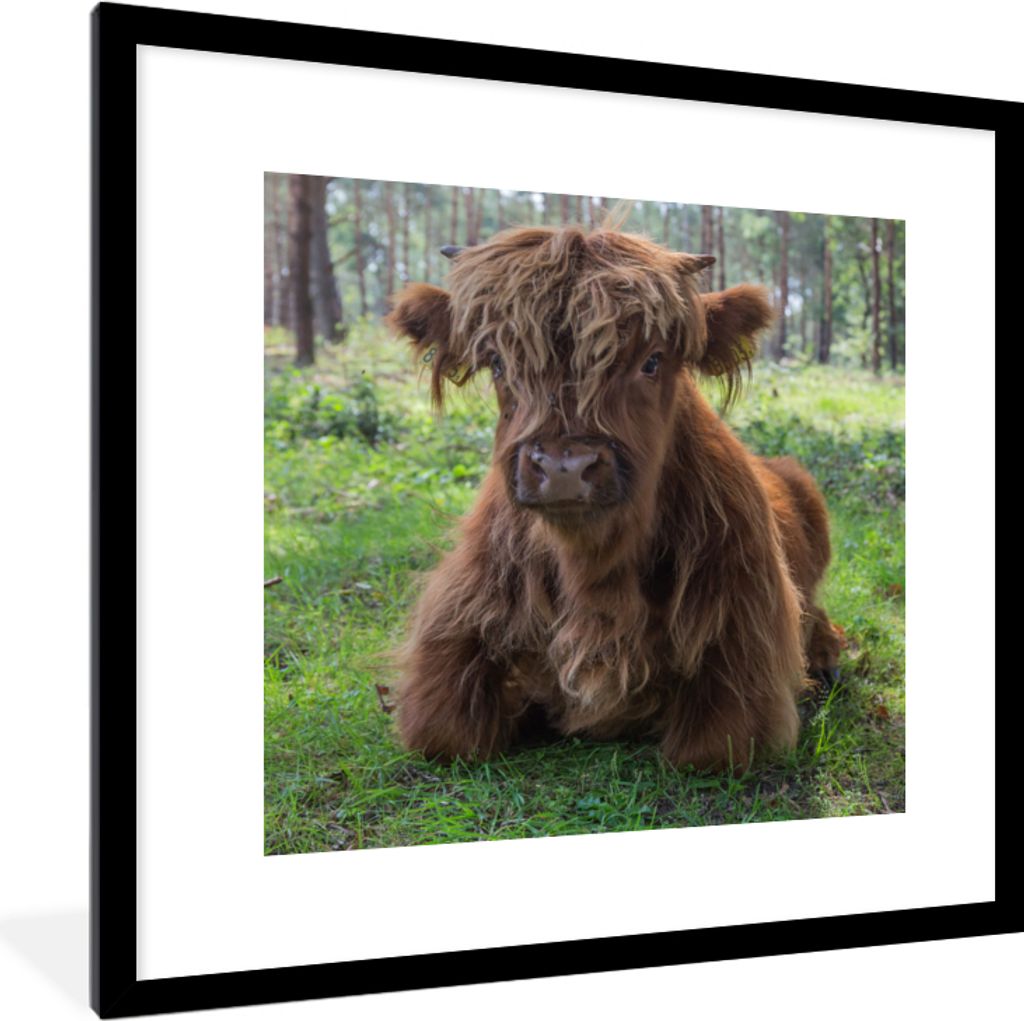 MuchoWow Gerahmtes Poster Schottischer Highlander - Kröte - Tiere 40x40 cm - Poster mit Schwarzem Bilderrahmen Wandposter Rahmen Foto Bilder - P...
