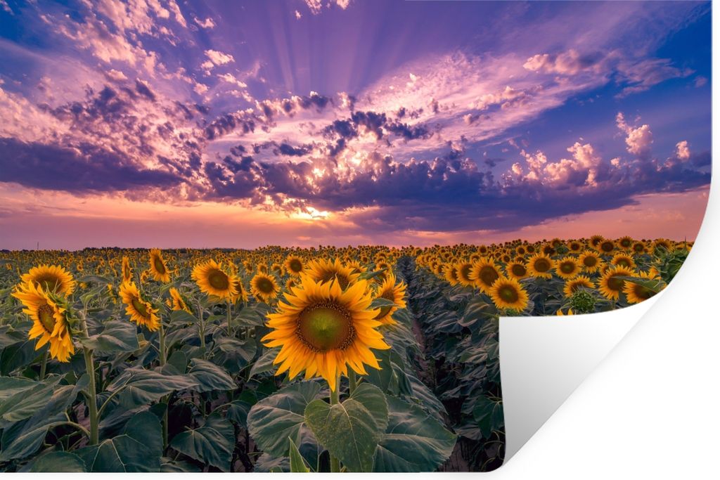 MuchoWow Wandtattoo Wandsticker Wandaufkleber Blumen - Himmel - Lila - Sonnenuntergang 30x20 cm Selbstklebend und Repositionierbar - Wierderverwe...