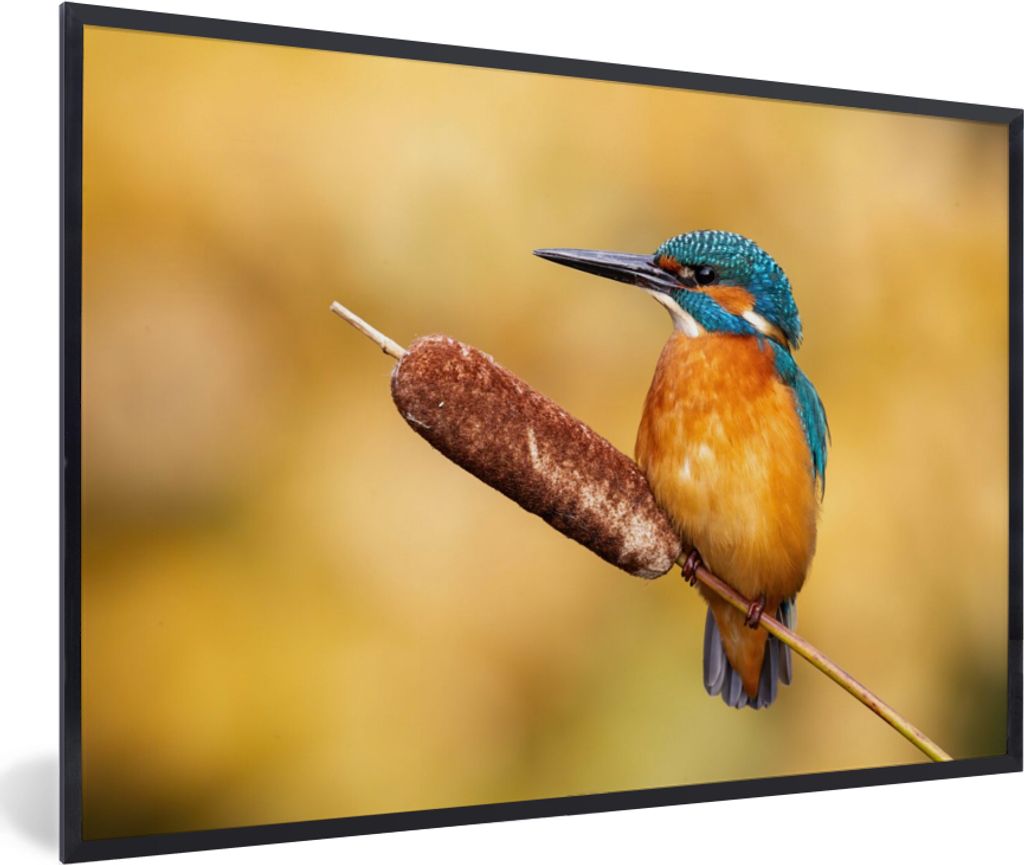 MuchoWow Gerahmtes Poster Eisvogel - Natur - Vogel 90x60 cm - Poster mit Schwarzem Bilderrahmen Wandposter Rahmen Foto Bilder - Fotorahmen - Foto...